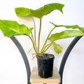 Philodendron Snowdrift | The Plant Boys