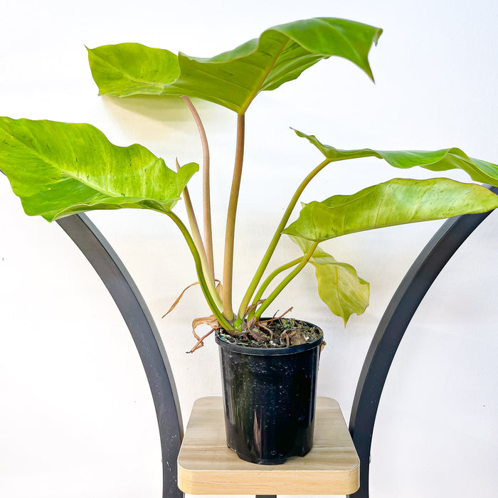 Philodendron Snowdrift | The Plant Boys