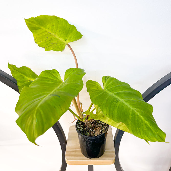 Philodendron Snowdrift | The Plant Boys