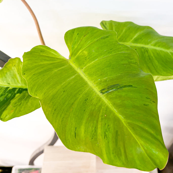 Philodendron Snowdrift | The Plant Boys