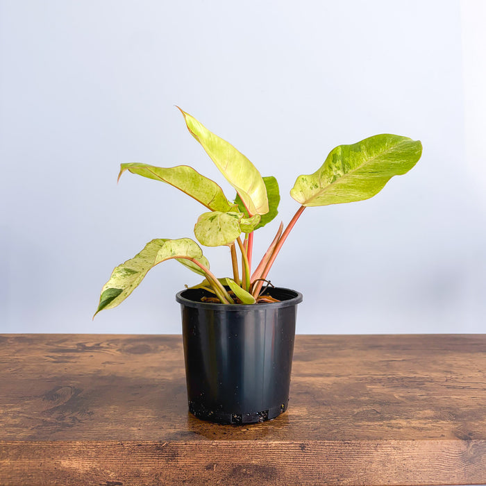 Philodendron Snowdrift | The Plant Boys