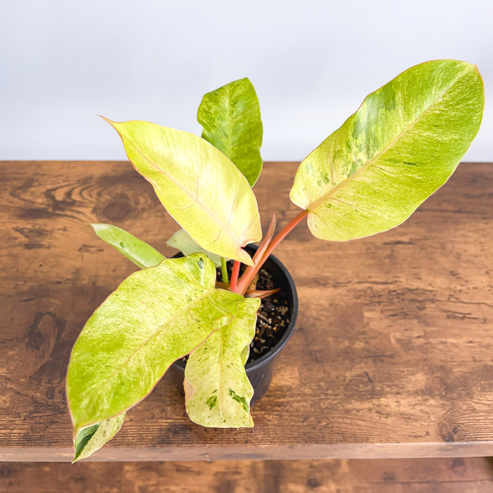 Philodendron Snowdrift | The Plant Boys