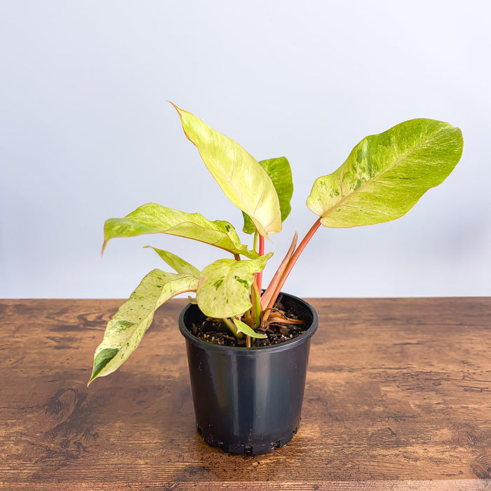 Philodendron Snowdrift | The Plant Boys