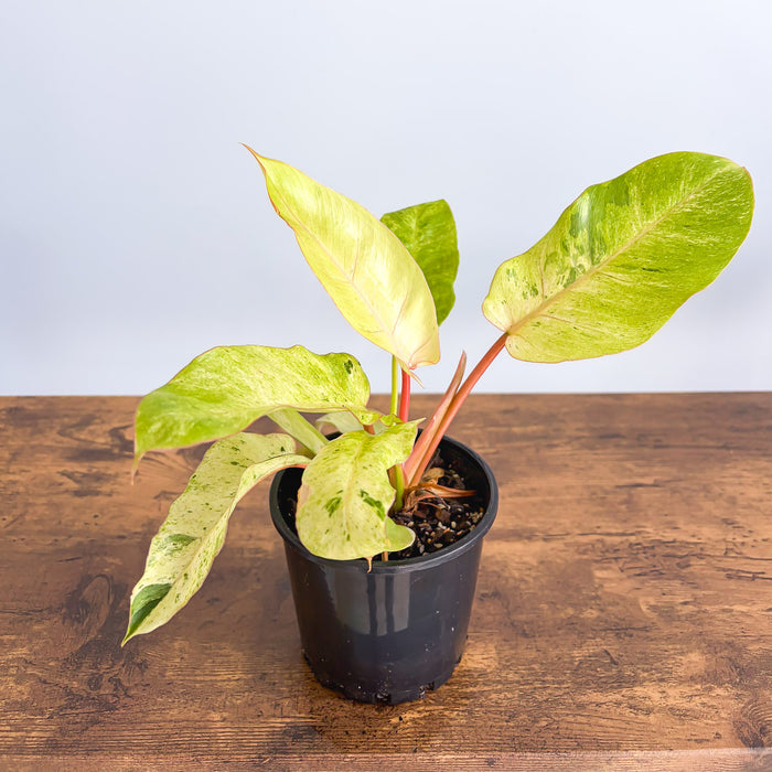 Philodendron Snowdrift | The Plant Boys