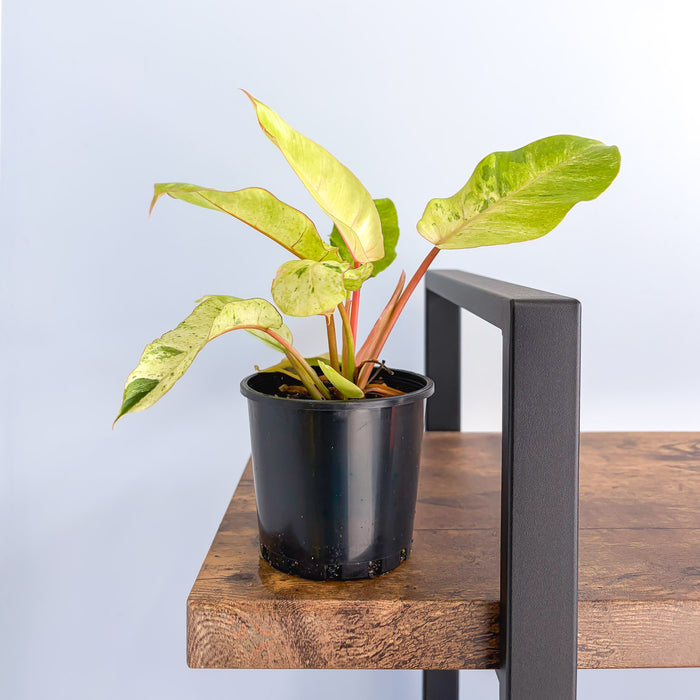 Philodendron Snowdrift | The Plant Boys
