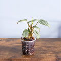 Philodendron Sodiroi | The Plant Boys