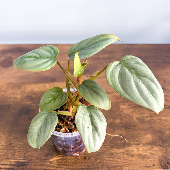 Philodendron Sodiroi | The Plant Boys