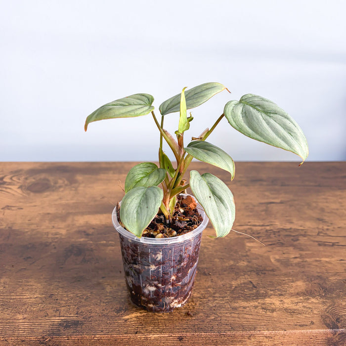 Philodendron Sodiroi | The Plant Boys