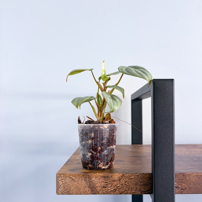 Philodendron Sodiroi | The Plant Boys