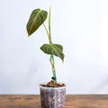 Philodendron Splendid | The Plant Boys