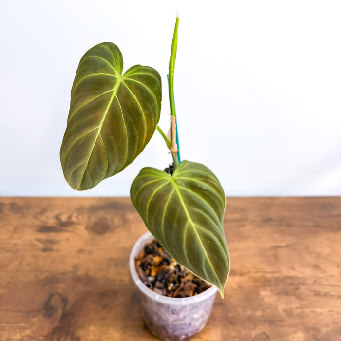Philodendron Splendid | The Plant Boys