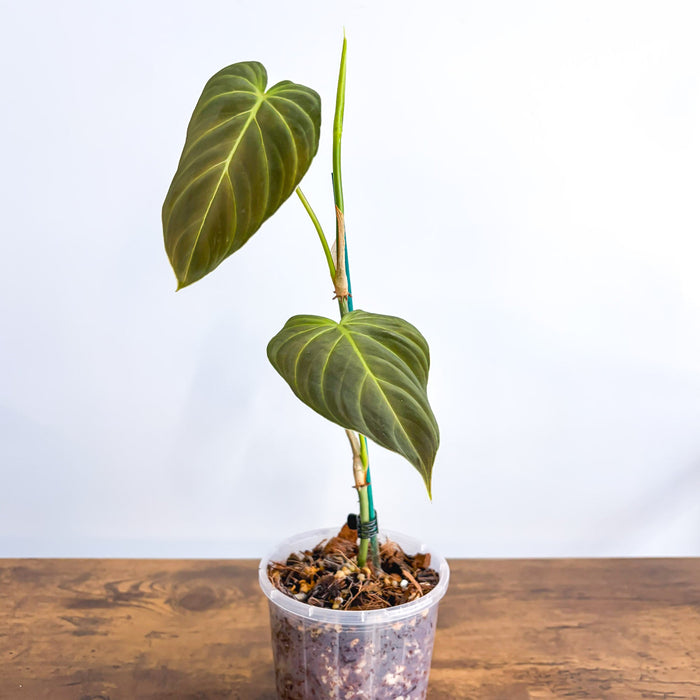 Philodendron Splendid | The Plant Boys