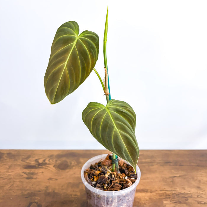 Philodendron Splendid | The Plant Boys