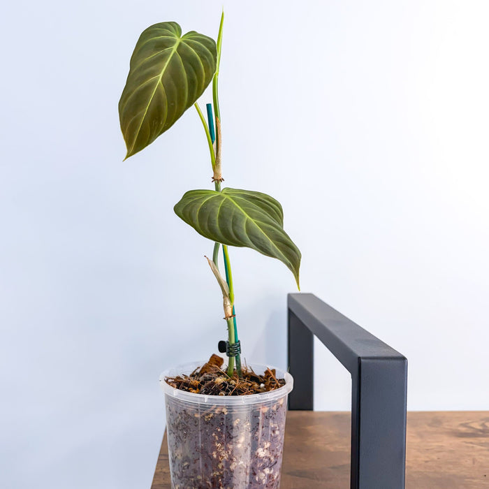 Philodendron Splendid | The Plant Boys
