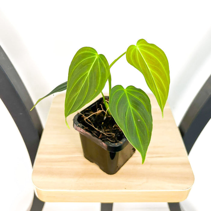 Philodendron Splendid | The Plant Boys