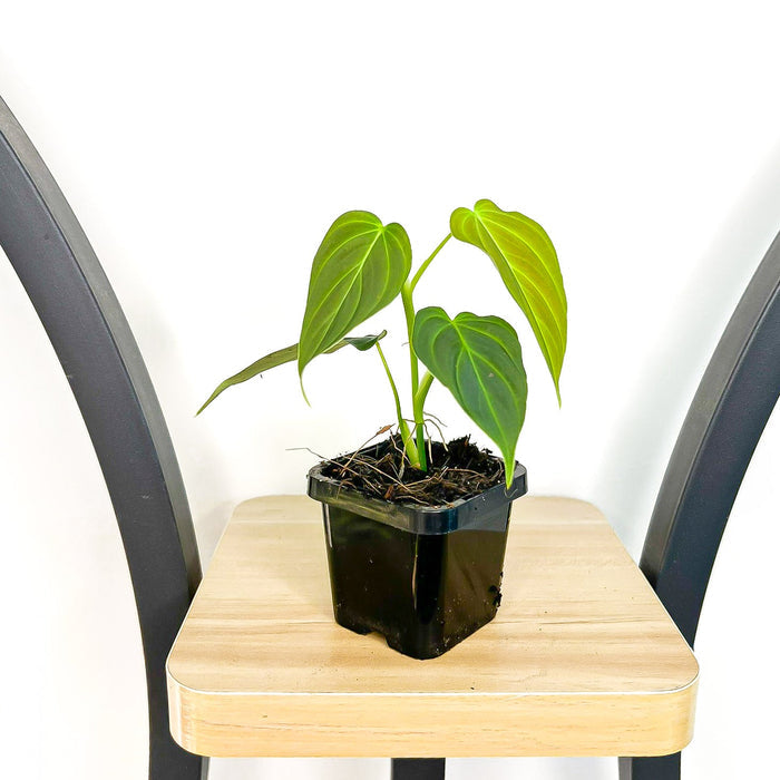 Philodendron Splendid | The Plant Boys