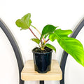 Philodendron Squamiferum