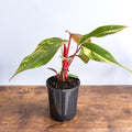 Philodendron Strawberry Shake | The Plant Boys