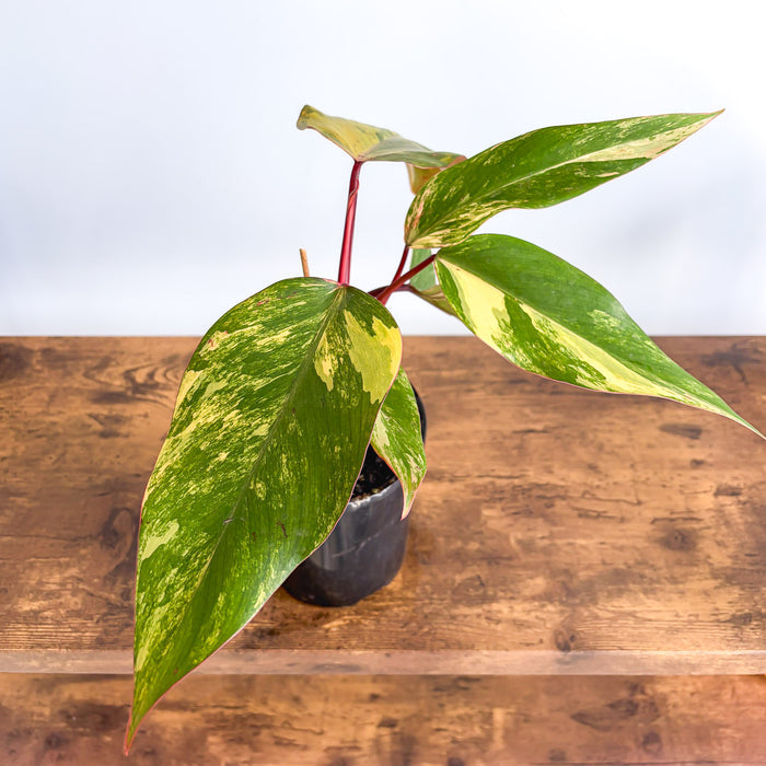 Philodendron Strawberry Shake | The Plant Boys