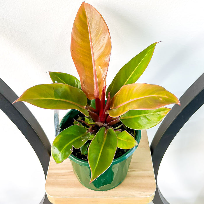 Philodendron Sun Red | The Plant Boys
