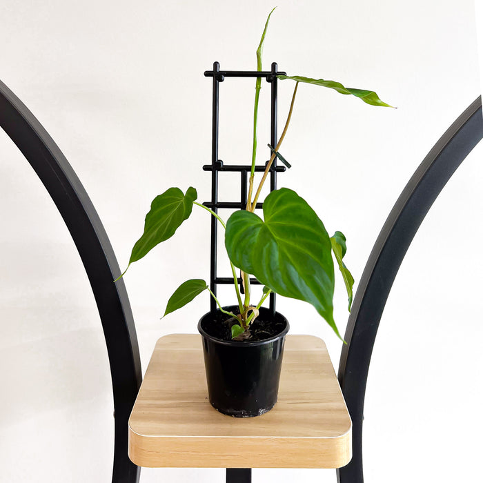 80mm Pot