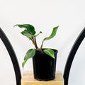 Philodendron White Knight