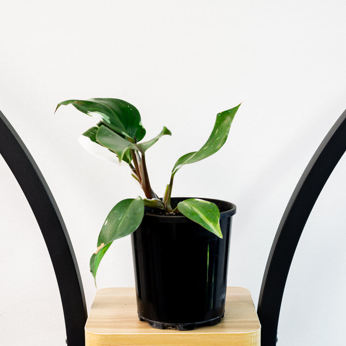 Philodendron White Knight