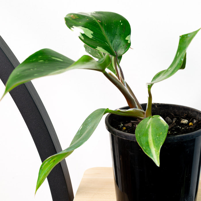 Philodendron White Knight