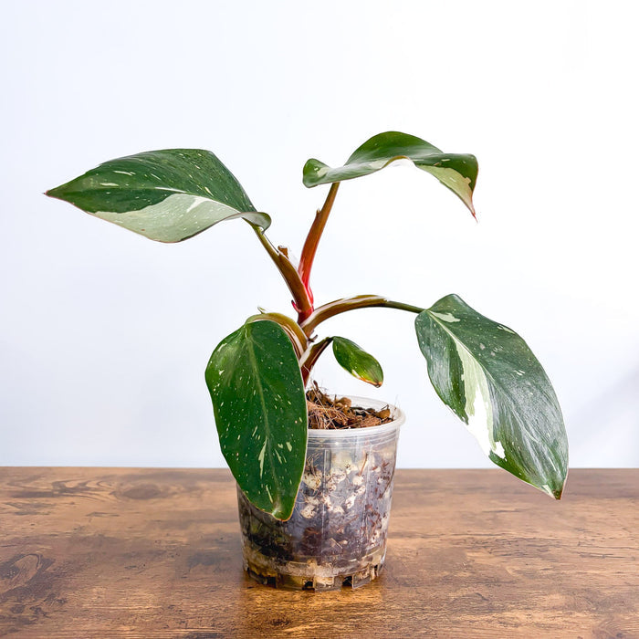 100mm Pot