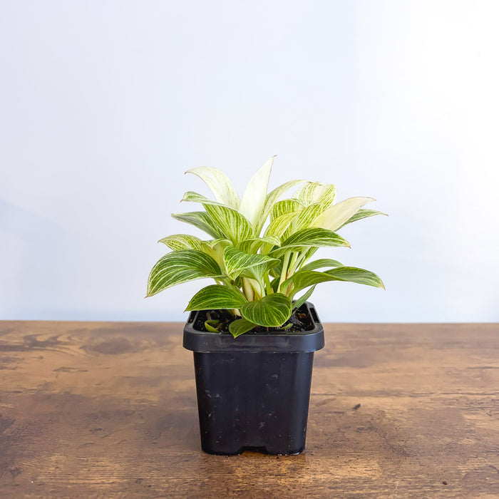 Philodendron White Measure | The Plant Boys