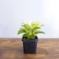 Philodendron White Measure | The Plant Boys