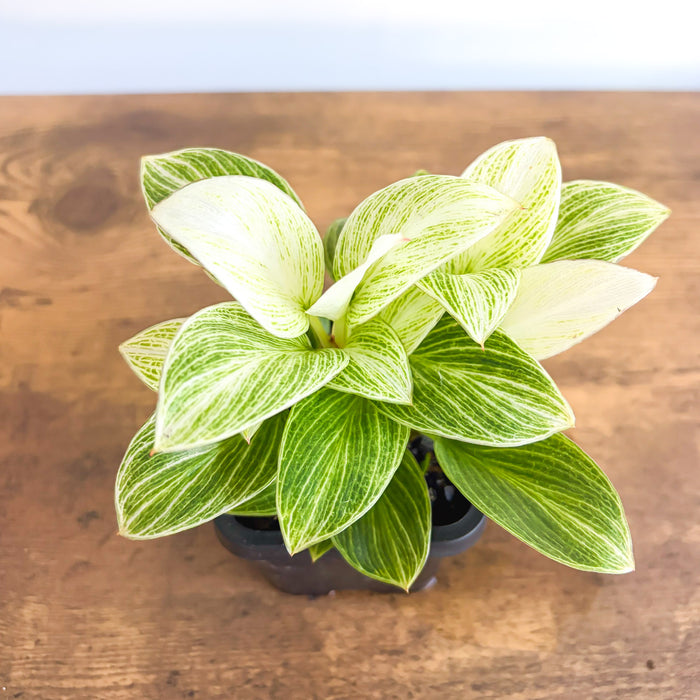 Philodendron White Measure | The Plant Boys