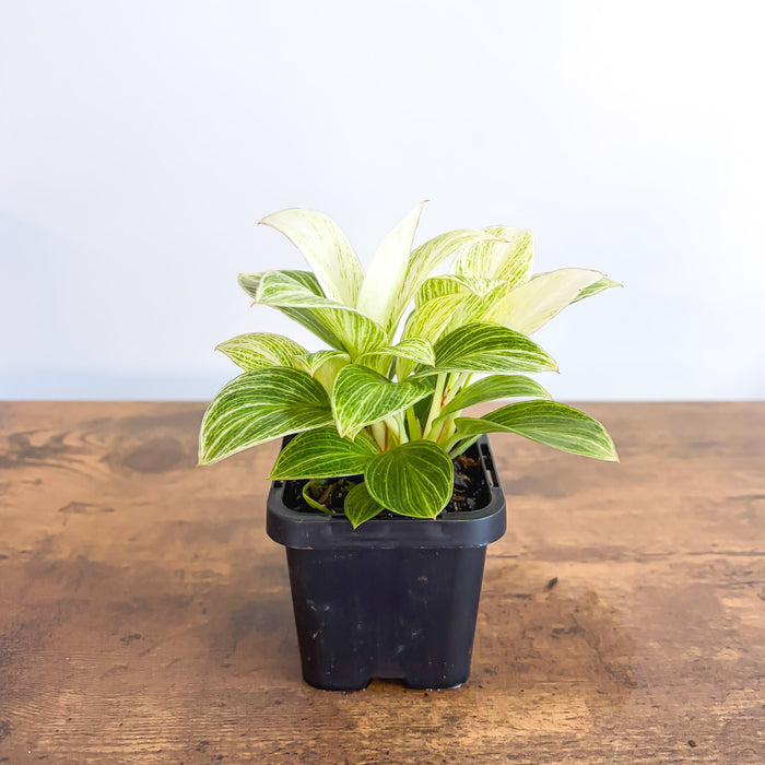 Philodendron White Measure | The Plant Boys