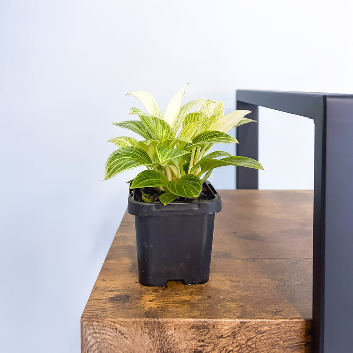 Philodendron White Measure | The Plant Boys