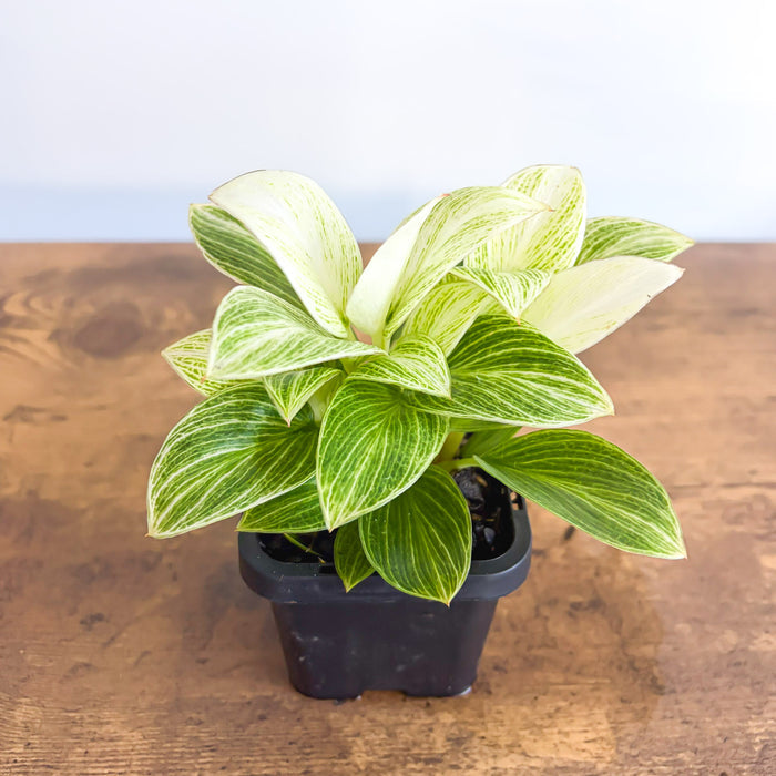 Philodendron White Measure | The Plant Boys