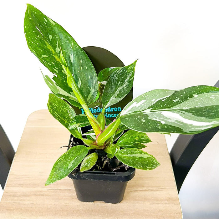 Philodendron White Princess | The Plant Boys