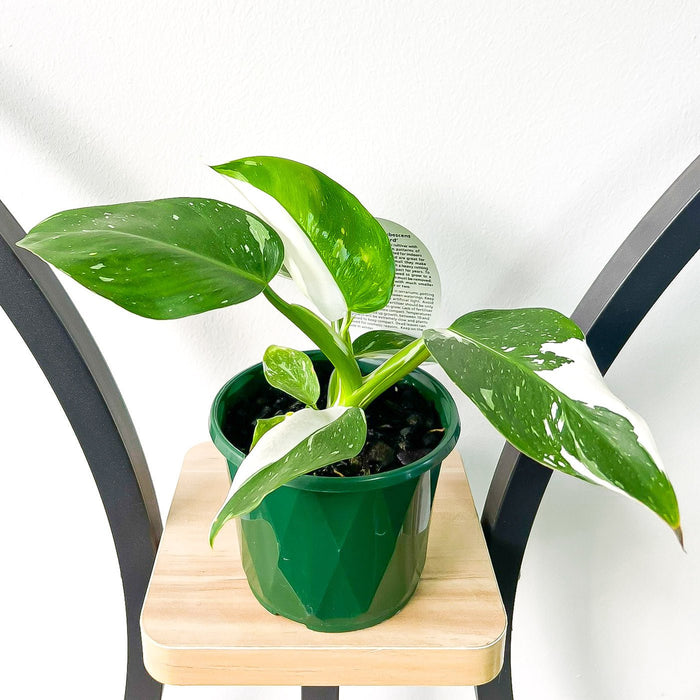 Philodendron White Wizard | The Plant Boys