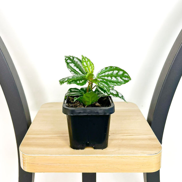 Pilea Cadieri Aluminium Plant | The Plant Boys