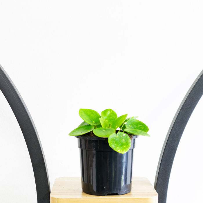 120mm Pot