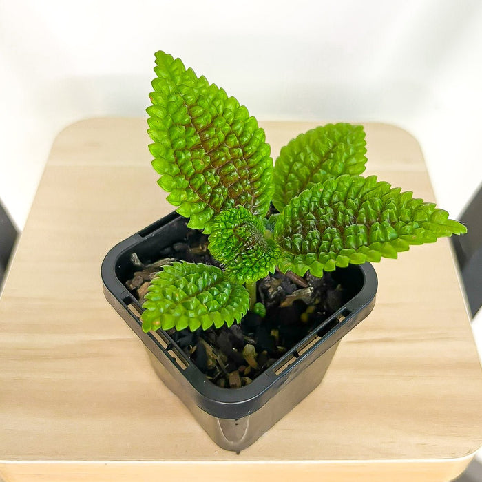 Pilea Moon Valley | The Plant Boys