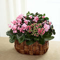 Pink Assortment – BUEHLER'S FLORAL, Wooster OH