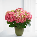 Pink Hydrangea Planter – BUEHLER'S FLORAL, Wooster OH
