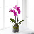 Pink Orchid Plant – BUEHLER'S FLORAL, Wooster OH