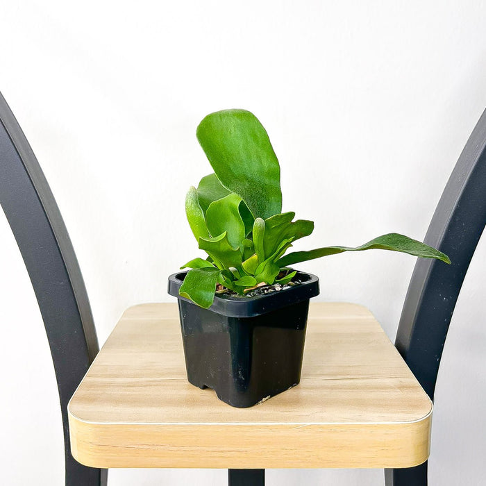 Platycerium Netherlands | The Plant Boys