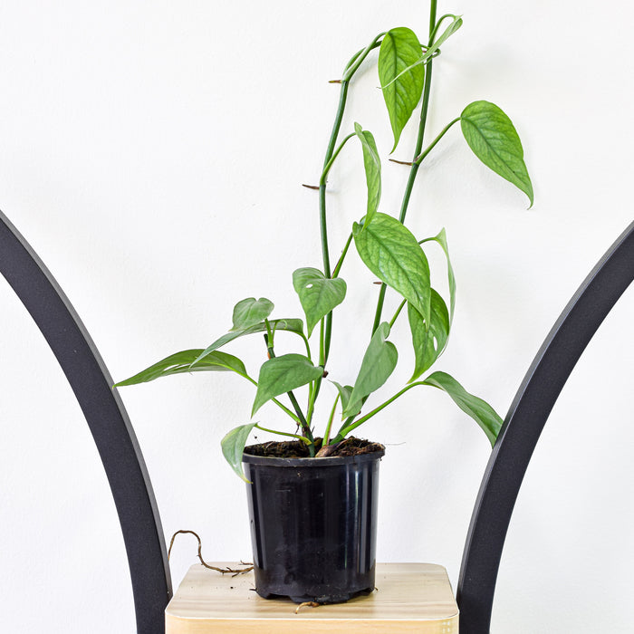 Pothos Cebu Blue