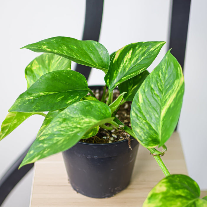 Pothos Devil's Ivy | The Plant Boys