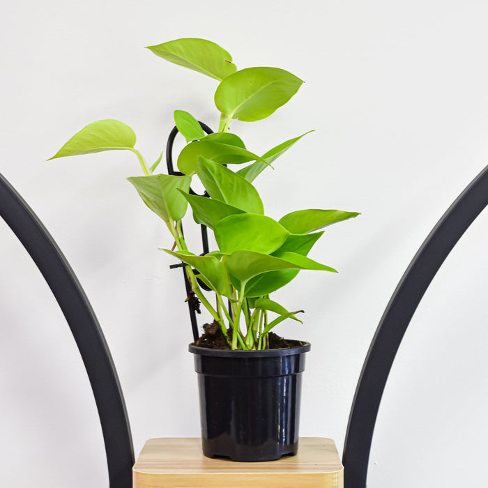120mm Pot