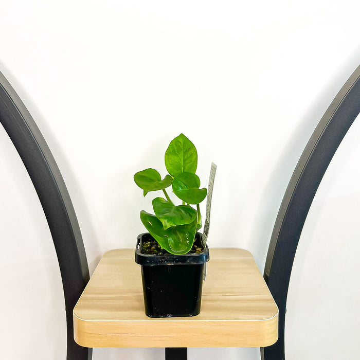 Pothos Green Queen
