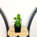 Pothos Green Queen