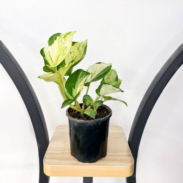 Pothos Manjula | The Plant Boys